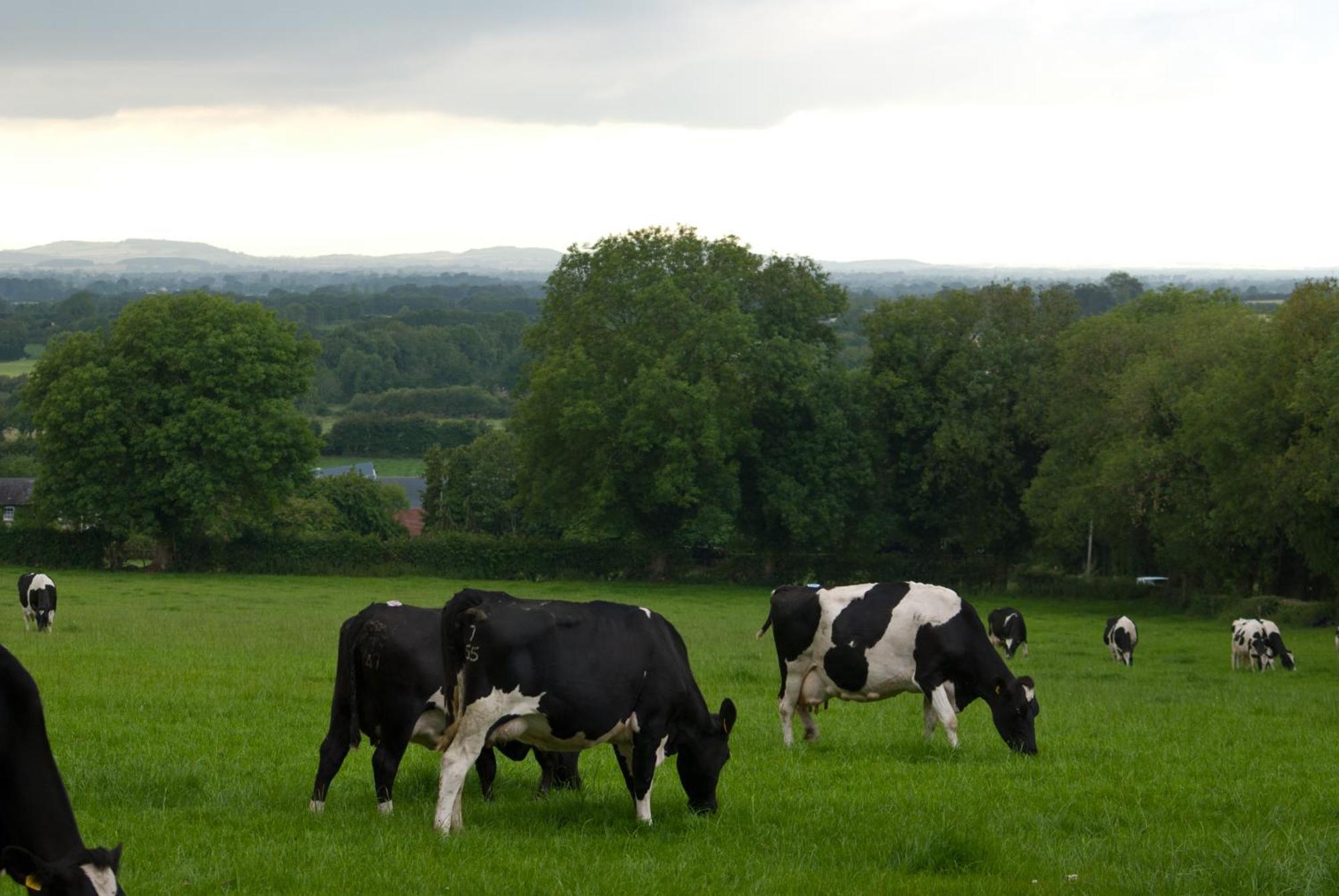 Ballindrum Farm B&B Athy Exterior foto