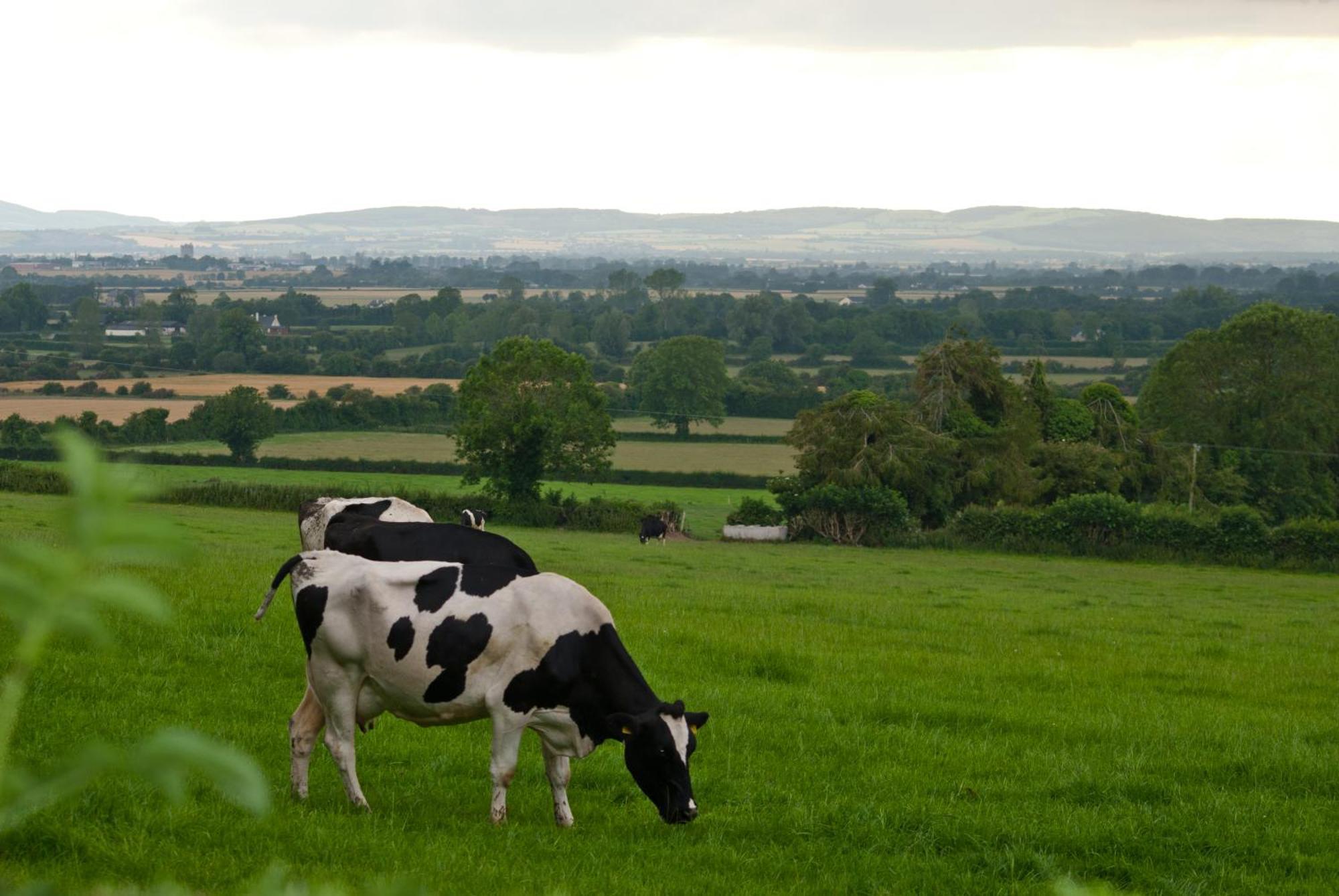 Ballindrum Farm B&B Athy Exterior foto